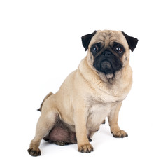 Pug sandy color portrait isolated on white
