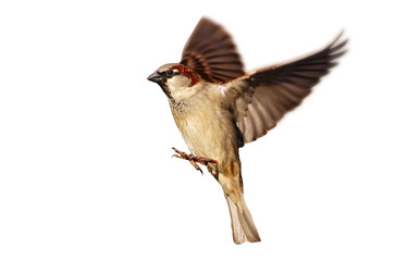 Flying House sparrow on white background (Passer domesticus) - Powered by Adobe