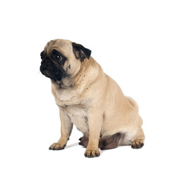 Pug sandy color portrait isolated on white