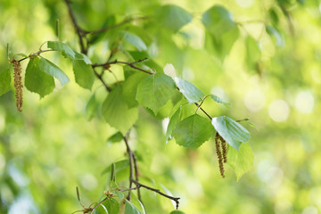 birch leaves with catkins in sunny spring day, shallow focus