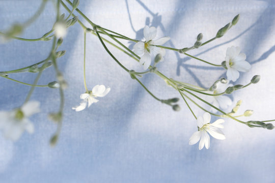 Fototapeta Beautiful floral background with white flowers on light blue, selected focus