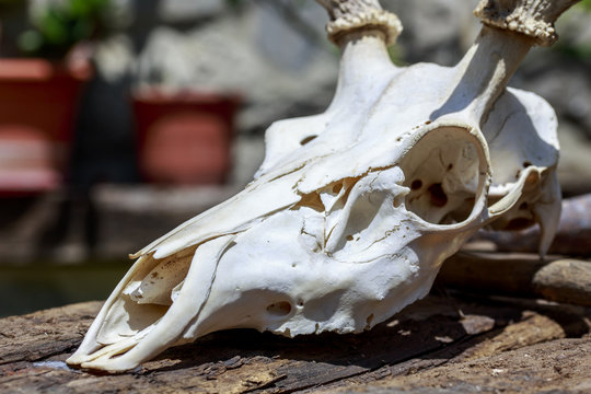 Close-up of deer skull over wooden surface