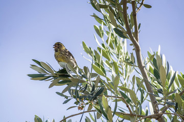 Fototapeta premium Small female sparrow sitting and singing on a branch in an olive