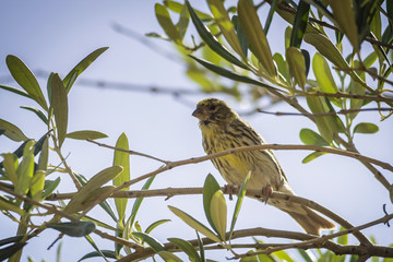 Small female sparrow sitting and singing on a branch in an olive