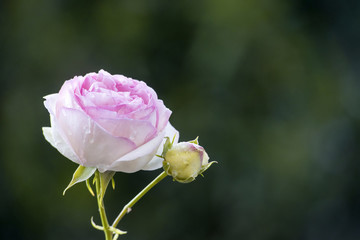 Rose on green background