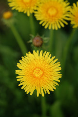 top view of bright yellow dandelions, closeup shallow focus photo