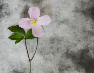 Condolence card - rose flower