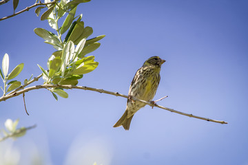 Small female sparrow sitting and singing on a branch in an olive