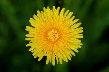 top view of bright yellow dandelion, closeup shallow focus photo