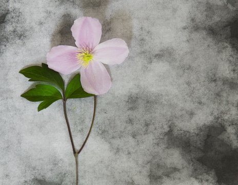 Fototapeta Condolence card - rose flower