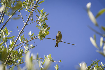 Small female sparrow sitting and singing on a branch in an olive
