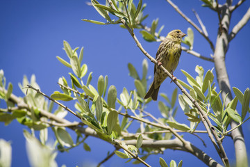 Small female sparrow sitting and singing on a branch in an olive