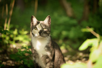 Naklejka na ściany i meble young female kitten in the shade of bushes, shallow focus