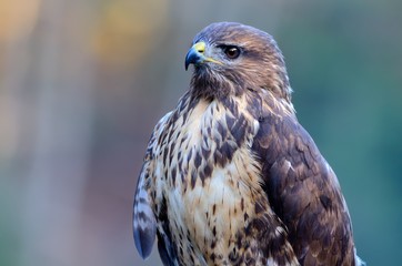 Buzzard portrait Common Buzzard / Buteo buteo