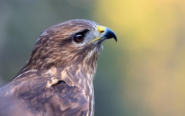 Buzzard portrait Common Buzzard / Buteo buteo