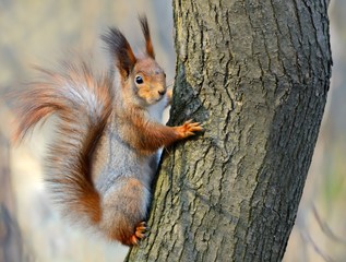 Red squirrel (Sciurus vulgaris) in the forest in the wild