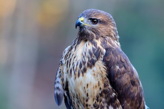 Buzzard portrait Common Buzzard / Buteo buteo