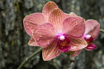 Pink Orchid