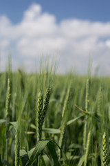 not ripened green wheat