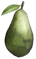 watercolor sketch of an avocado on a white background