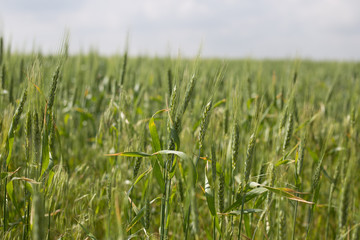 not ripened green wheat