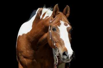 Obraz premium Schecke vor schwarzem Hintergrund
