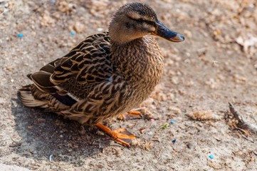 Canard colvert femelle.