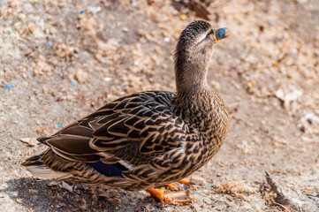 Canard colvert femelle.