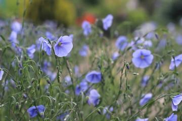 Linum perenne (perennial flax, blue flax or lint)