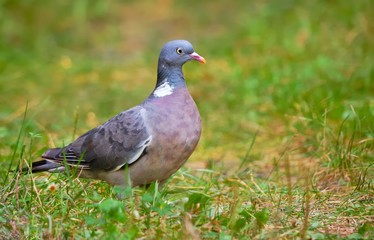 Common Wood Pigeon, Wood Pigeon, Columba palumbus