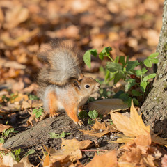 Naklejka na ściany i meble curious squirrel in autumn