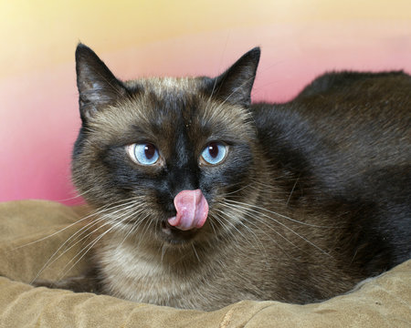 Very large overweight siamese cat on a pink and yellow background with blue eyes slightly crossed dirty cleaning nose with tongue