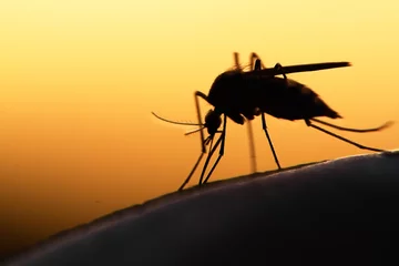 Foto op Plexiglas mosquito © mycteria