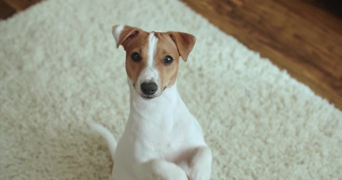 dog Jack Russell Terrier funny begging for a treat