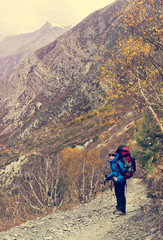 Obraz premium Female trekker on path through birch forest.