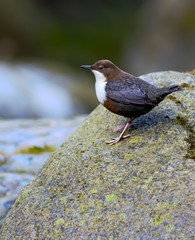 White-throated Dipper (Cinclus cinclus)