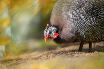 ein Perlhuhn sucht nach Nahrung