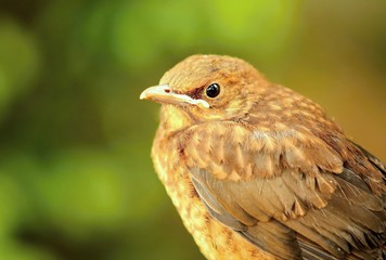 Closeup portrait of young brown Thrush bird (Turdus philomelos). Thrush bird. Young Thrush. Thrush in garden. Portrait of thrush. Brown thrush.