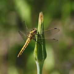 Yellow dragonfly