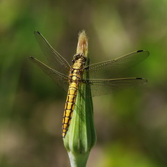 Yellow dragonfly