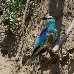 European Roller, Coracias garrulus