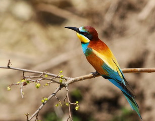 European bee-eater, Merops apiaster