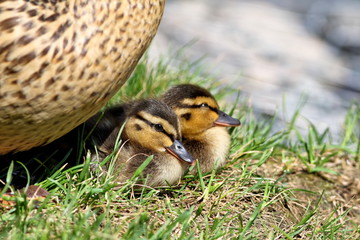 Ducklings