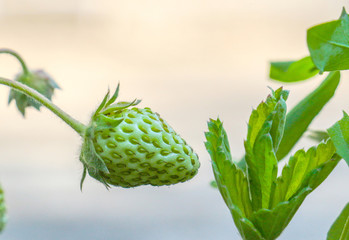 green unripe fresh strawberry