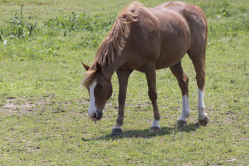 Obraz premium horse in the farm