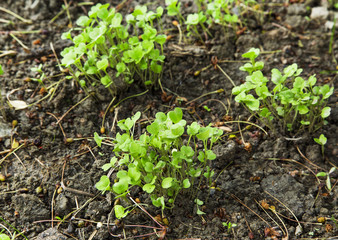 Organic arugula seedling growing in the garden