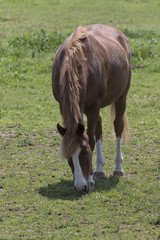horse in the farm