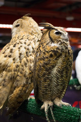 European eagle owl