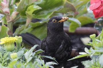 blackbird in the garden