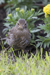 blackbird in the garden